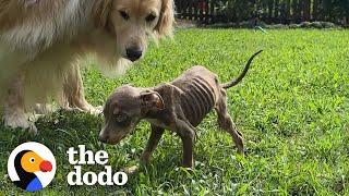 Skinny Foster Puppy Can't Stop Cuddling Up To Golden Retriever | The Dodo