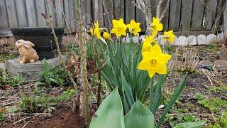 Blooming Daffodils | Garden Moss Patch