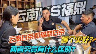 云南白茶和福鼎白茶哪个更好？两者究竟有什么区别？对比见真章！購茶請加微信WeChat或LINE：csaw01 （微信與LINE同號）#茶 #茶叶 #普洱茶 #古树茶#老班章#易武#喝茶