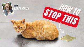 Unacceptable Urination in Cats: What Steps To Take | Free CPD | The Webinar Vet