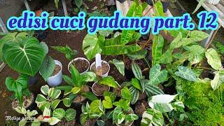 cuci gudang tanaman hias part.12 dan juga ready tanhis unik lainnya 