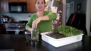 Microgreen Subscription Information