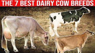 ⭕ The 7 Best Dairy Cow Breeds in the World   Dairy Cows