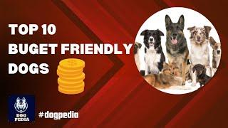 Top 10 Buget Friendly Dogs : Dogs Series : Dog Pedia : DP