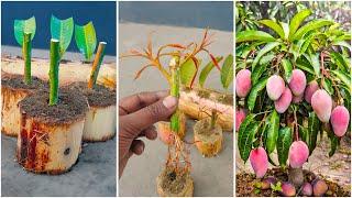 How to grow mango plant from cuttings & leaves || Best & easy method for planting