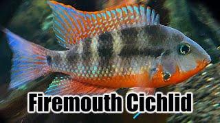 Firemouth Cichlid | Care Guide & Species Profile