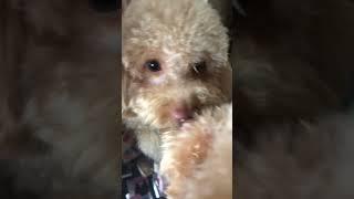 Mirror mirror on wall who’s the cutest of them all #cute #poodle #adorable #cutedog