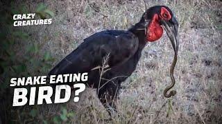 This Bird Feasts on Snakes