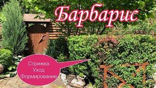 БАРБАРИС. Стрижка, формирование, уход. Красивые кустарники с декоративной листвой.Красивый сад, дача