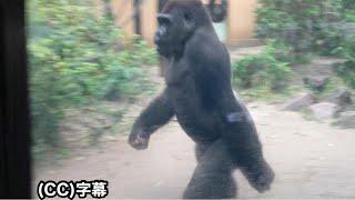 Hurricane-level heavy rain！ Are the gorillas safe?｜Momotaro family | gorilla