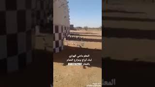 أبراج الحمام في المملكة العربية السعودية - مع المعلم ماضي الهواري 01017162987