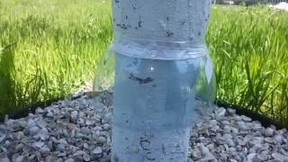 Бесплатный способ спасти деревья от муравьев!