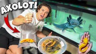 AXOLOTL SHOPPING SPREE For My AQUARIUM + FISH!