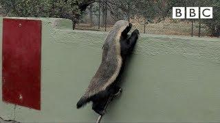 Stoffel, the honey badger that can escape from anywhere! - BBC