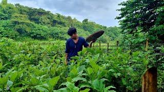 A slice of simple life - harvesting my vegetable garden [chapter 46]