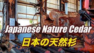 【製材】Japanese natural cedar・日本の天然杉