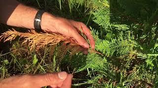 Why Are My Leyland Cypress Trees Turning Brown And What Can I Do About It