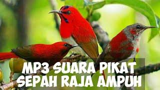 MP3 Suara Pikat Sepah Raja | Ampuh