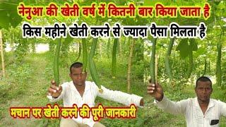 नेनुआ की खेती वर्ष में कितनी बार होता है|How many times a year is Nenua cultivated|Ramprakash patel.