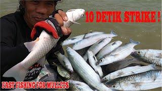 Mancing Belanak Di Bulan Februari Mudah Cepat Strike / Mullet Fishing