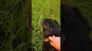 follow Mojo  somewhere over the rainbow. South Royalton, Vermont #dog #dogs #love #relaxing