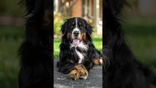 5 Tricks to Teach Your Dog That Look Cute in Pictures  #bernesemountaindog #dogtricks #cutedog