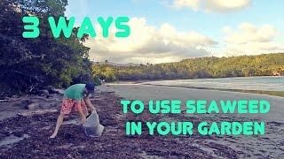 Three Easy Ways to Use Seaweed in Your Garden