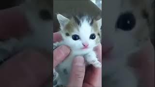 Gatos Graciosos - Videos de Risa de Gatos Chistosos # 7 #Shorts