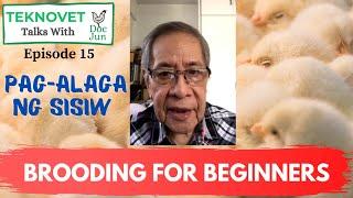 Basics of Broiler Brooding (Pt. 1 of 2) | When Chicks Arrive, Lighting, Getting Temperature Right