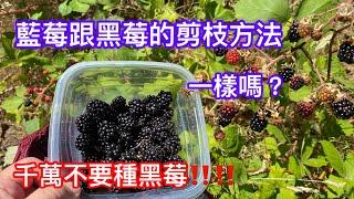 千萬不要種黑莓‼️‼️目標是藍莓取代黑莓