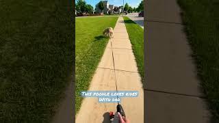 this poodle loves rides with dad