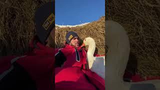 Очень ревнивый Гусь
