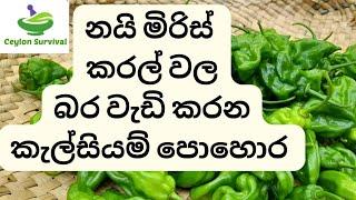 කැල්සියම් පොහොර මගින් කරල් වල බර වැඩි කරමු /calcium fertilizer /Ceylon Survival