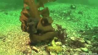 Where's the Octopus? - Video removed at request of Science Friday