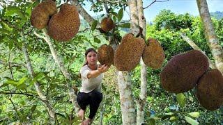 Harvest jackfruit and bring it to the market to sell, and clean around the farm - Lý Lưu Linh