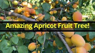 Amazing Apricot Fruit Tree 2021