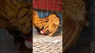 Funny satisfying short videos chicken egg