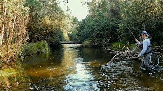 Trout Fishing the Acheron River with Dry Flies and Nymphs!