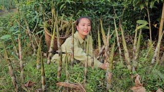 How to harvest and peel tiny bamboo shoots - boil and bring to market to sell | Tương Thị Mai