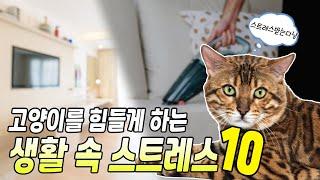 고양이가 받고있는 생활속 스트레스 10가지