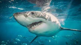 Sharks Eating Moment | Feeding Time 【SeaSeaTV】