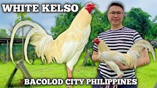 WHITE KELSO - JML FARMS Bacolod - James Marquez Lim - Quality Gamefowl in the Philippines...