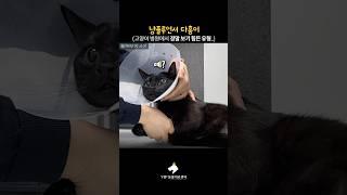 동물병원에서 보기 힘든 고양이 유형..! #다홍이 #박수홍