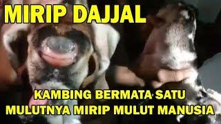 MIRIP DAJJAL | Kambing Berbentuk Aneh Bermata Satu di Bima NTB