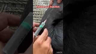 Intravenous injection l dr Umar Khan