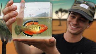 Outback Adventure | Searching for Aquarium Species