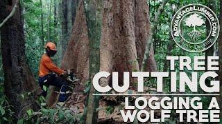 Tree Cutting & Sustainable Forestry Practices - Logging a Wolf Tree