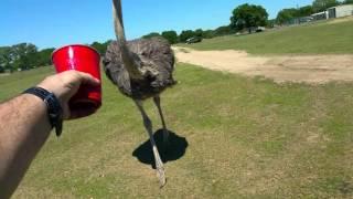 When Ostriches Attack!  Feeding the Ostrich!