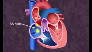 How your heart works - Cardiac Cycle