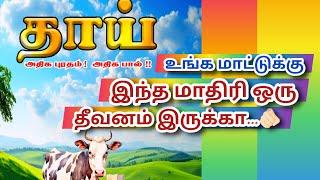 இந்த மாதிரி மாட்டு தீவனம் இருக்கா உங்க மாட்டுக்கு ஒரு தடவை போட்டு பாருங்க